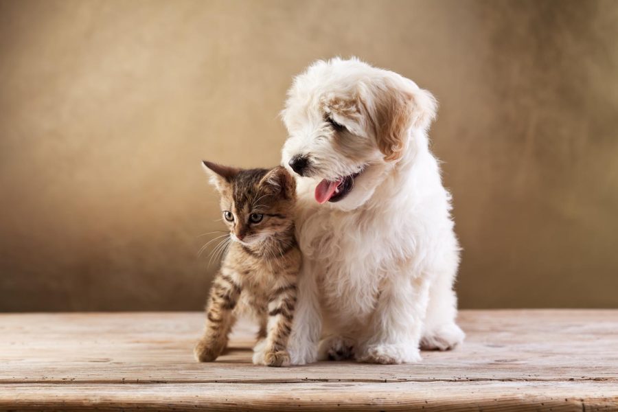 National Pet Parent Day was celebrated on April 24, 2022