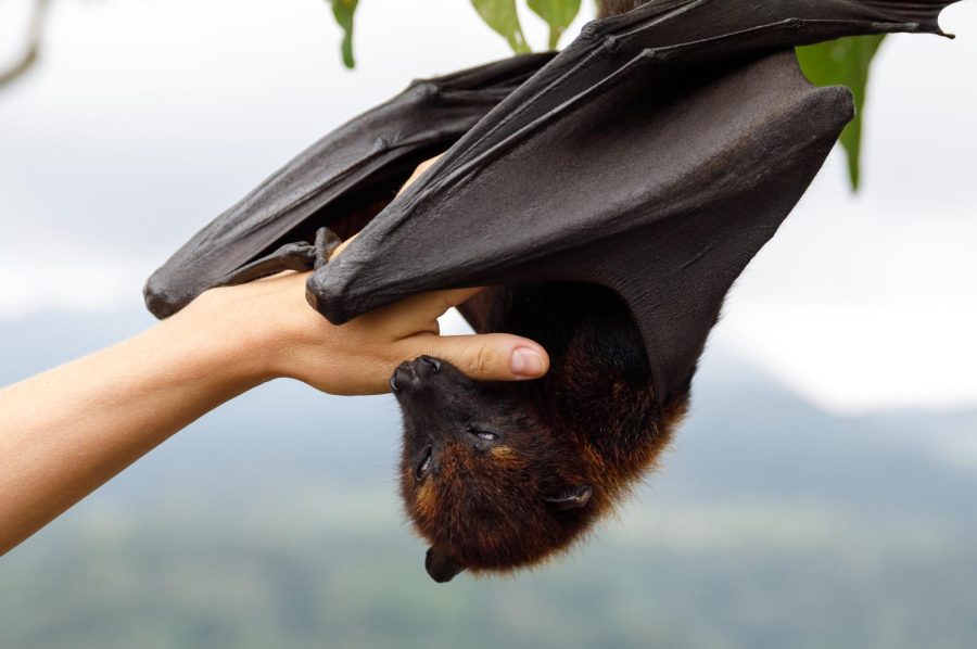 A flying fox nestles itself into a warm, gentle hand.