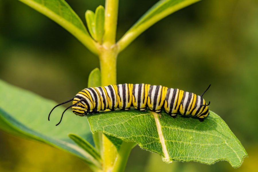A monarch caterpillar rests atop a partially eaten milkweed leaf.