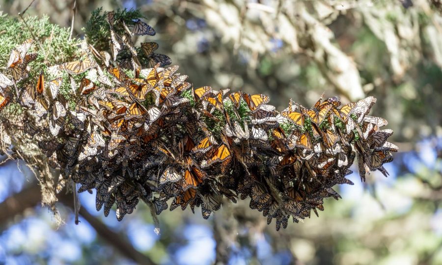 Monarch butterflies cluster together to stay warm after their great migration.