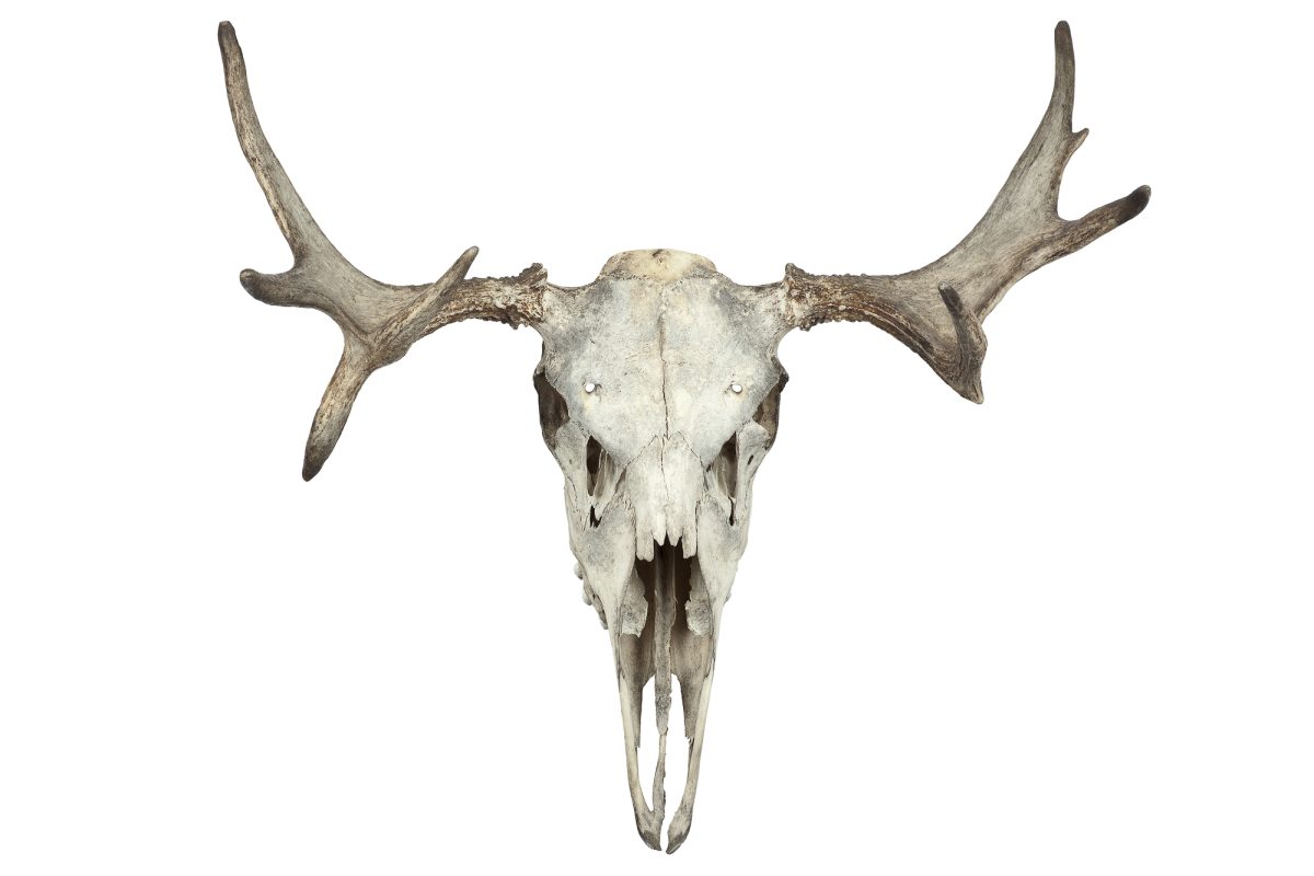 animal skull