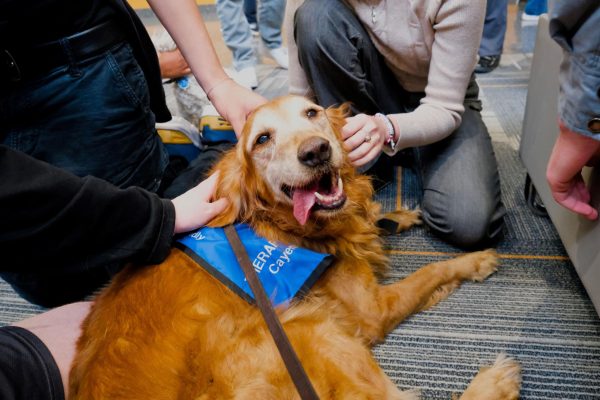 November Dog Therapy